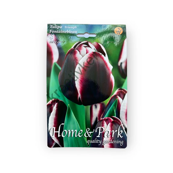 Triump tulipán - Fontainebleau 8 db (Ősz)