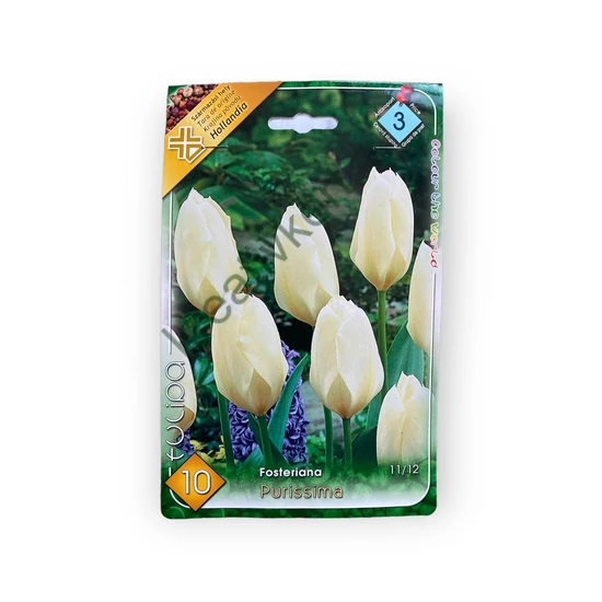 Fosteriana tulipán - Purissima 10 db (Ősz)