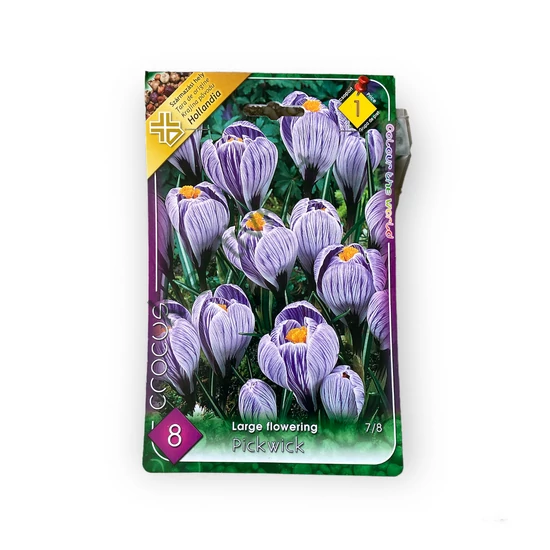 Nagyvirágú krókusz - Pickwick 8 db (Ősz)