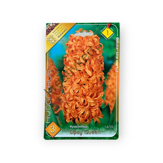 Jácint - Gipsy Queen 3 db (Ősz)