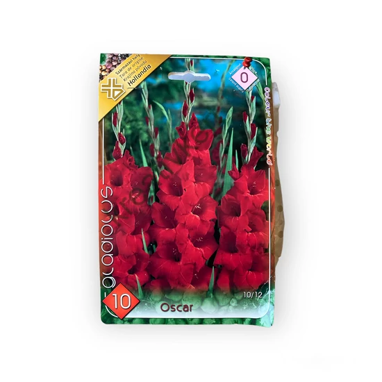 Virághagyma - Kardvirág Oscar 10 db (Tavasz)