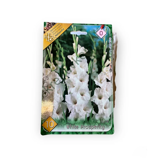 Virághagyma - Kardvirág White-Prosperity 10 db (Tavasz)