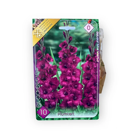 Virághagyma - Kardvirág Plumtart 10 db (Tavasz)