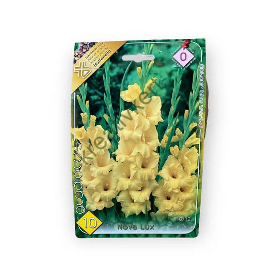 Virághagyma - Kardvirág Nova lux 10 db (Tavasz)