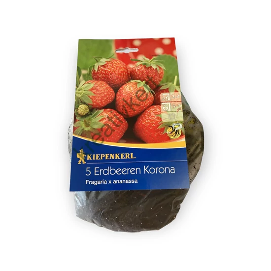 Földieper palánta - Korona 5 db