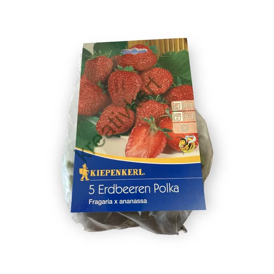 Földieper palánta - Polka 5 db