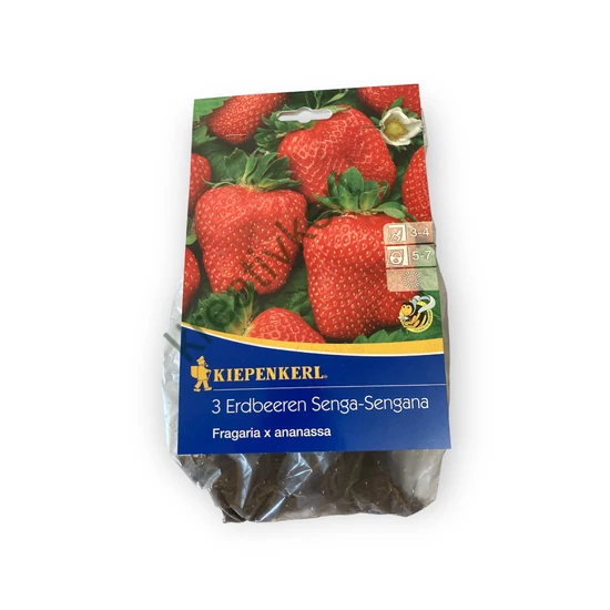 Földieper palánta - Senga-Sengana 3 db