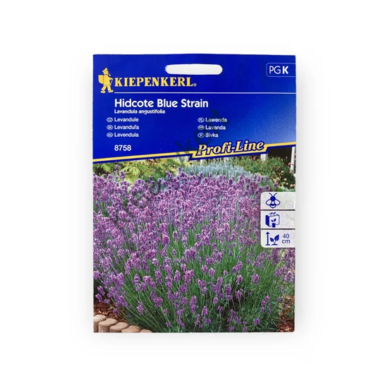 Levendula - Hidcote Blue Strain (Lavandula angustifolia)