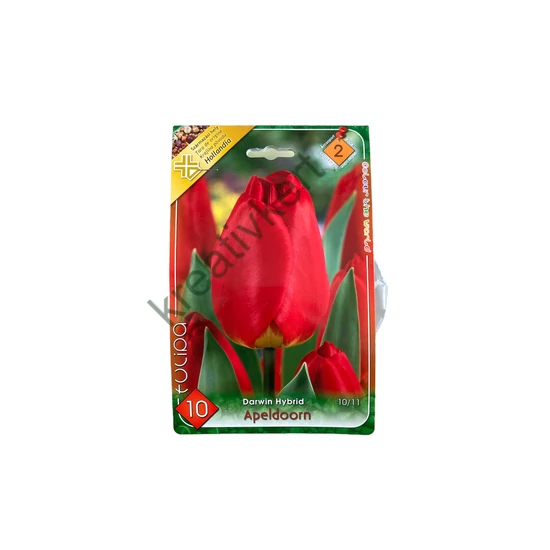 Darwin hibrid tulipán - Apeldoorn 10 db (Őszi)