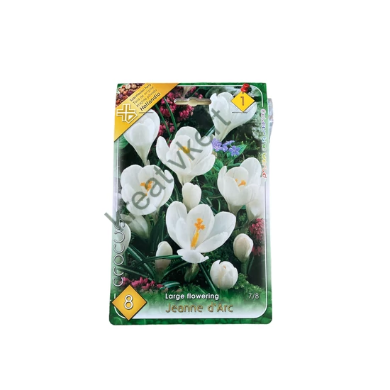 Nagyvirágú krókusz - Jeanne d'Arc 8 db (Ősz)