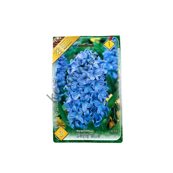 Jácint - Delfts Blue 3 db (Ősz)