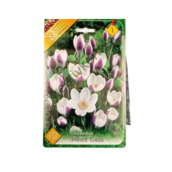 Botanikai krókusz - Prince Claus 10 db (Ősz)
