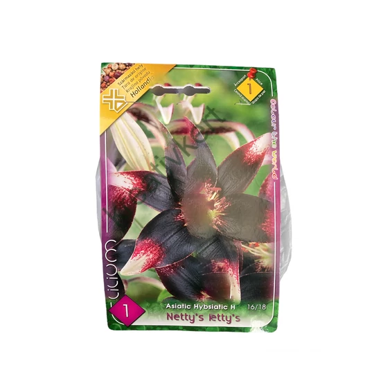 Liliom - Netty's Pride 1 db (Ősz)