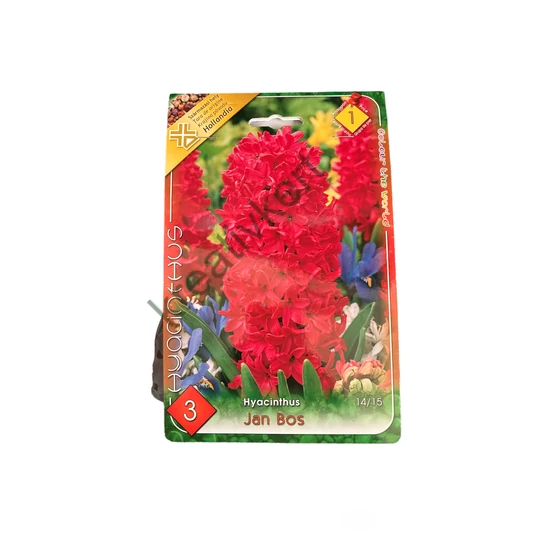 Jácint - Jan Bos 3 db (Ősz)