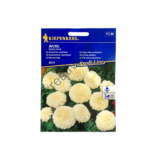 Bársonyvirág (Büdöske) - Arctic fehér (Kiepenkerl)