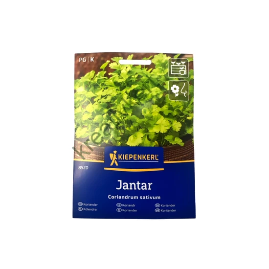 Koriander - Levélkoriander (250 növényhez)